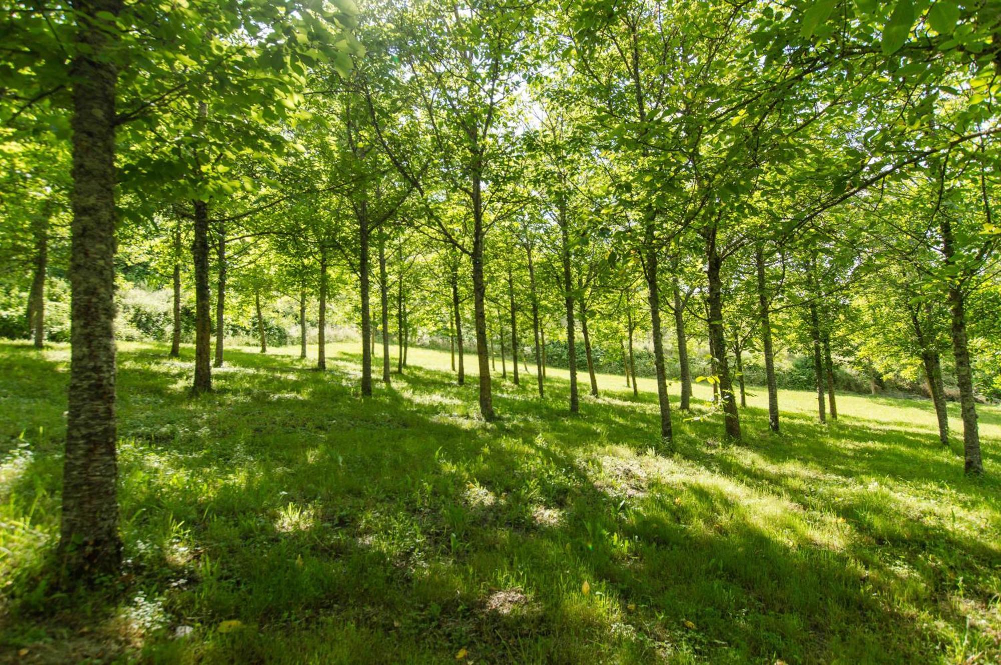 Agriturismo Podere La Casaccia Poppi Zewnętrze zdjęcie
